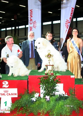 Du Comte Phébus De Béarn - Bordeaux  2011