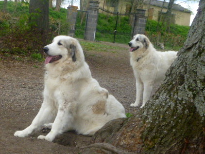 Gypsie du comte phoebus de béarn Du Comte Phébus De Béarn