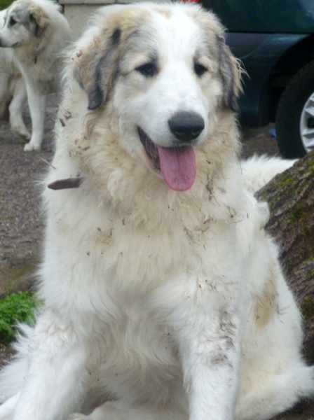 Gypsie du comte phoebus de béarn Du Comte Phébus De Béarn