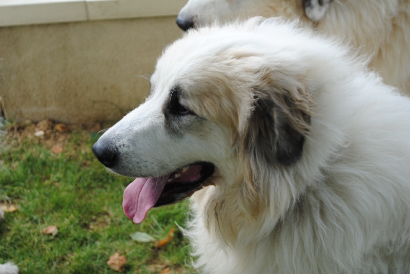 Flora Du Comte Phébus De Béarn